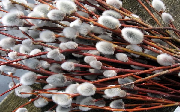 3 verbnoe voskresene 2017 pravoslavnye hristiane ritorg.by